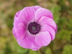 Anemone