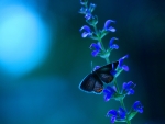 Beautiful Blue Butterfly!