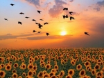 Sunflower  Sunset