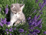 Kitten in Lavender