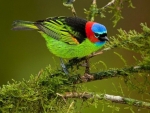 Red Necked Tanager
