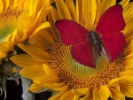Red Butterfly on Sunflowers