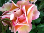 Floribunda rose