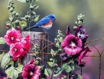 Bluebird in Garden