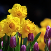 Daffodils and tulips