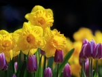 Daffodils and tulips