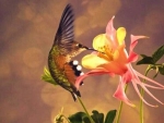 Hummingbird and Flowers