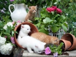 Kitties Gathering