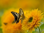 Swallowtail Butterfly