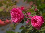 Pink Roses Blossoms
