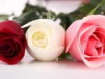 3 Gorgeous Roses!