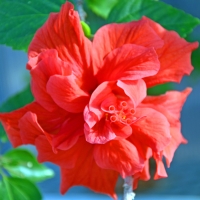 Flower at Chingacousy Greenhouse Brampton Ontario Canada