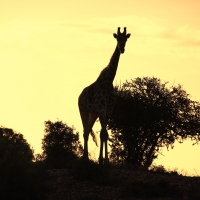Giraffe