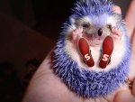 Sonic the hedgehog