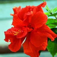 Flower at Chingacousy Greenhouse Brampton Ontario Canada