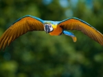 Macaw Flight
