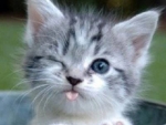Cute Kitten Winking