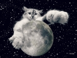 The Cat from the Moon