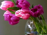Beautiful tulips for Fireangls4