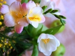 Freesia