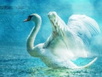Graceful Swan!