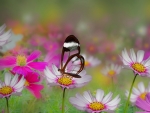 Glasswing Butterfly