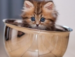 Young Persian Kitten in Steel Bowl