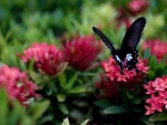 Butterfly On Flowers