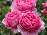 Pink Roses