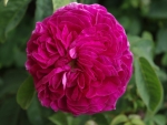 Dark Purple Rose