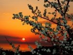 Spring Sunset