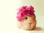 Guinea pig