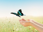 Butterfly Release
