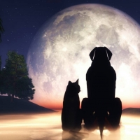 TWO FRIENDS IN THE MOONLIGHT