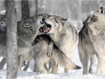 Angry Wolves