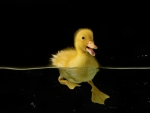Duckling