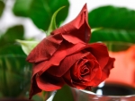 Red rose