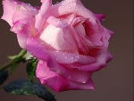 Beautiful  pink  rose