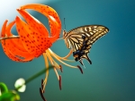 Butterfly on Flower