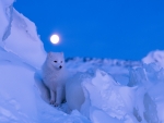 Arctic Fox