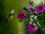 Bird and purple flower