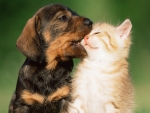 Adorable Puppy and Kitten