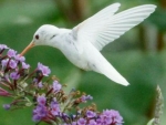 Rare White Hummingbird
