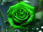 Green Rose