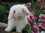 Spring Holland Lop Bunny