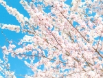 Cherry Blossoms