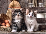 Cute Kittens F2Cmp