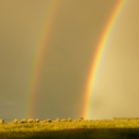 my front yard double rainbow