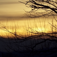 sunset though the tree