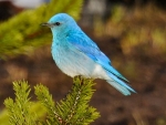 Mountain Bluebird